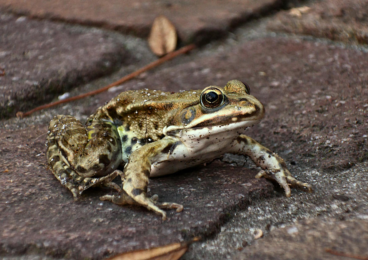 da identificare - Pelophylax sp.